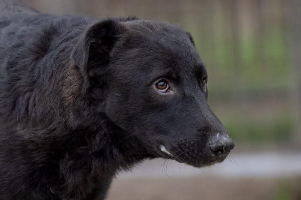 Natan splendido giovanotto cerca amorevole famiglia  Foto 2
